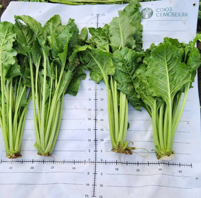 photo_2025-08-07_16-31-40 (2).jpg